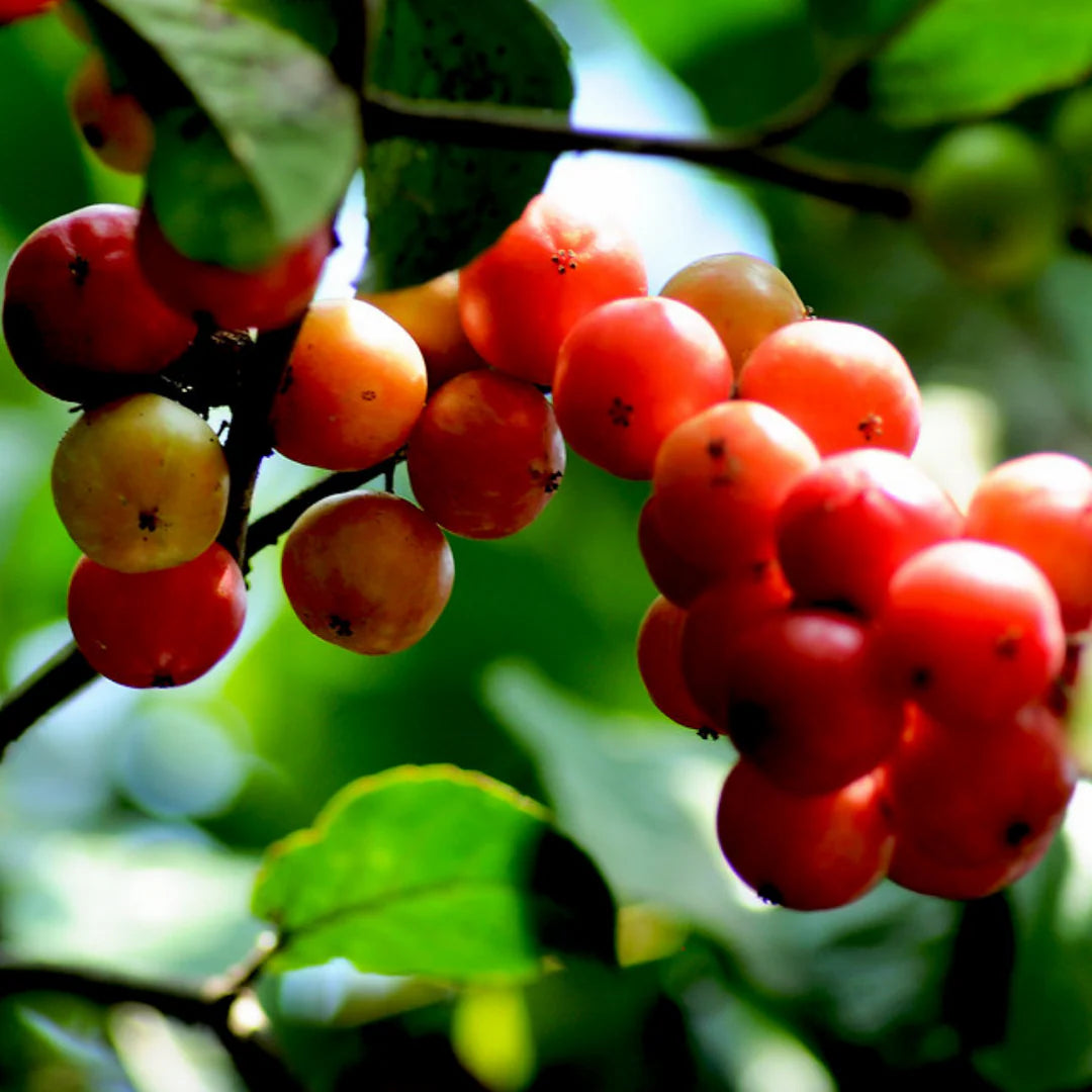 Sweet lubi (flacourtia jangomas) Live Plant