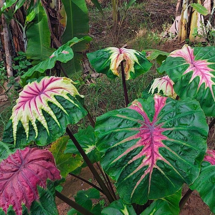 Colocasia Light pillar live plant
