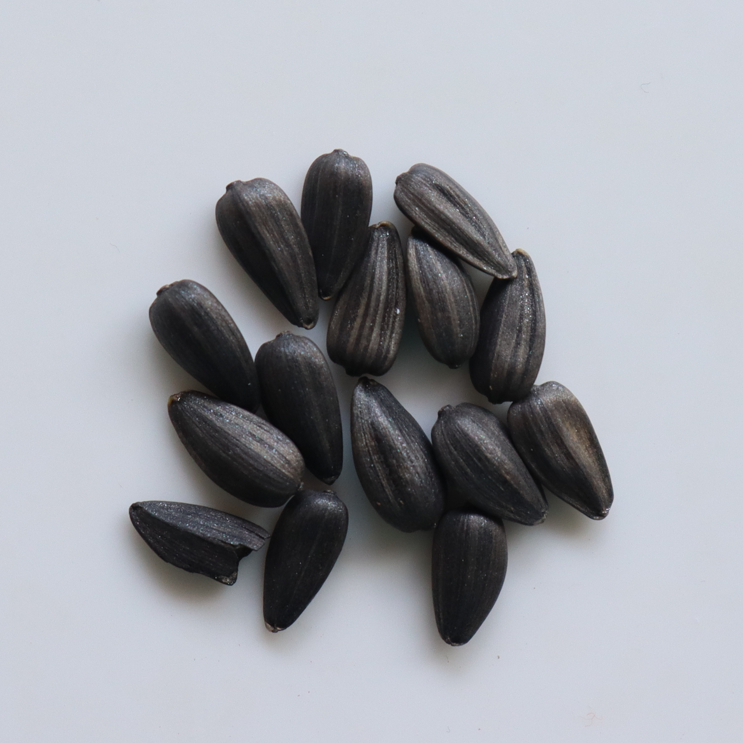 Organic Sunflower Seeds - Hybrid