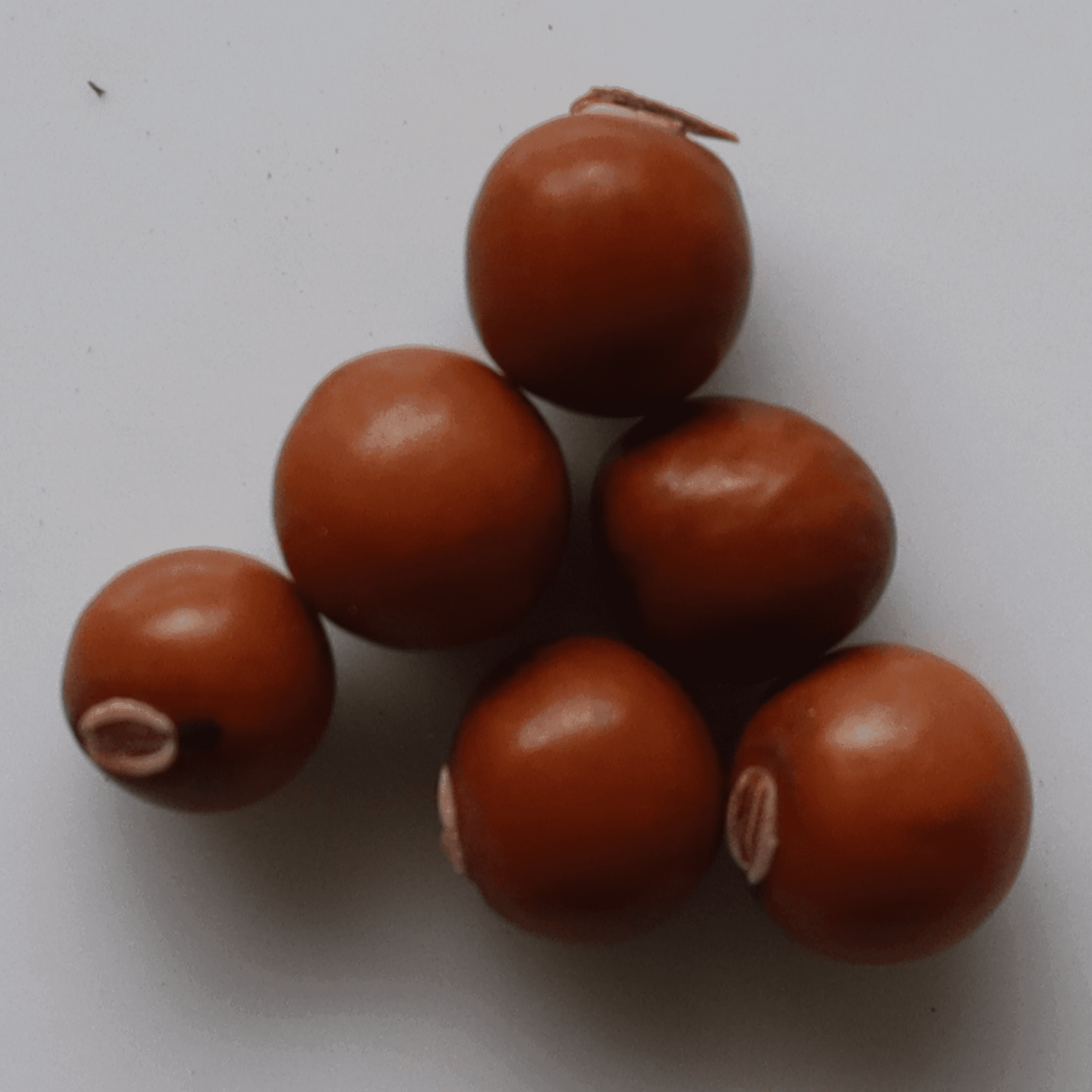 Organic Winged Beans Seeds - Open Pollinated