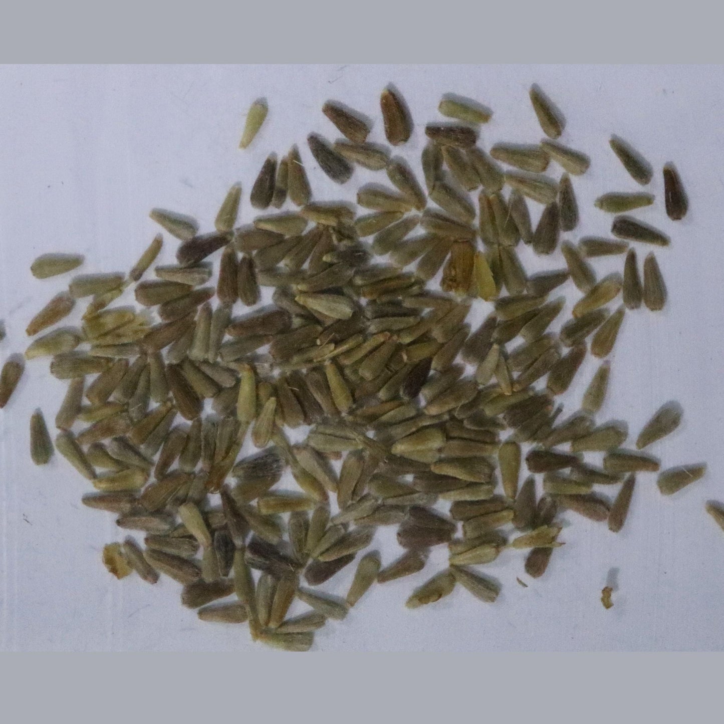 Aster Princess Mix Seeds
