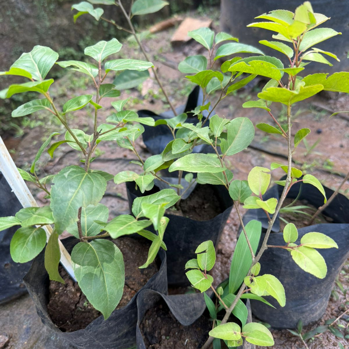 Manila cherry(philippine cherry) Fruit Live Plant