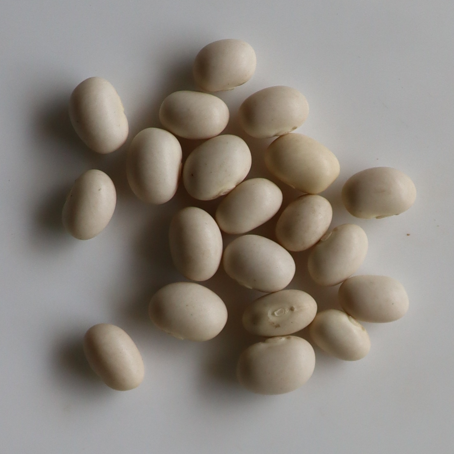 Organic Soya Beans Seeds - Open Pollinated