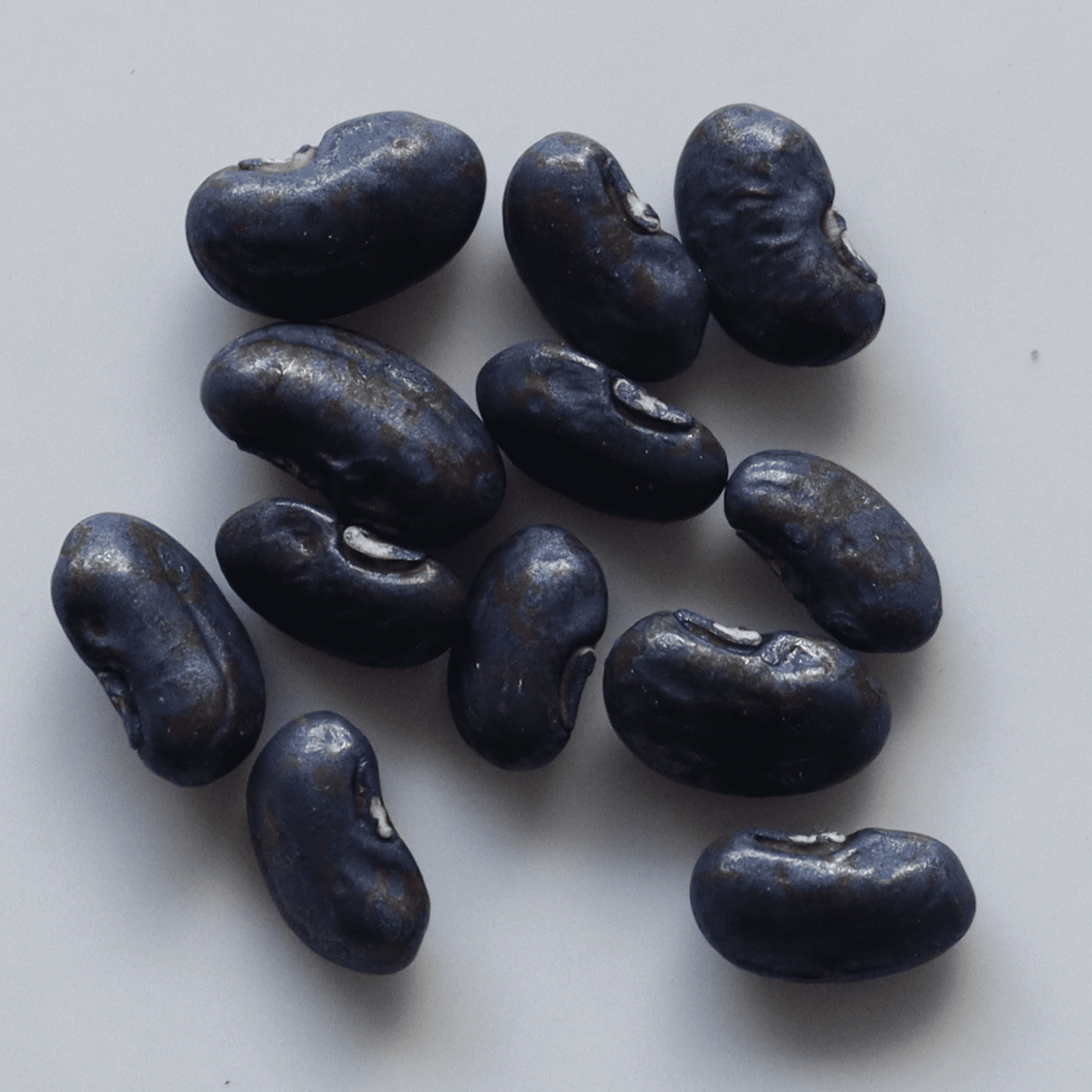 Organic Yard Long Beans Seeds - Open Pollinated