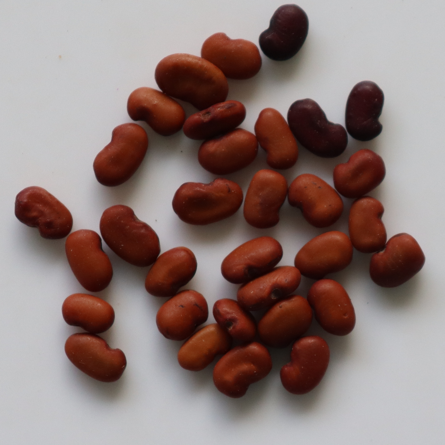 Organic August (Agathi) Tree Leaves Seeds - Open Pollinated