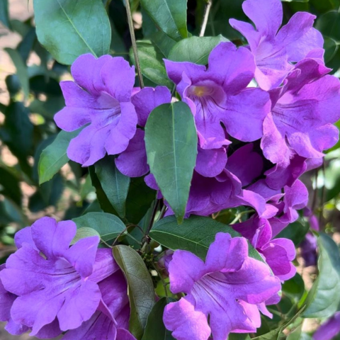 Miniature garlicvine Layered Live Plant