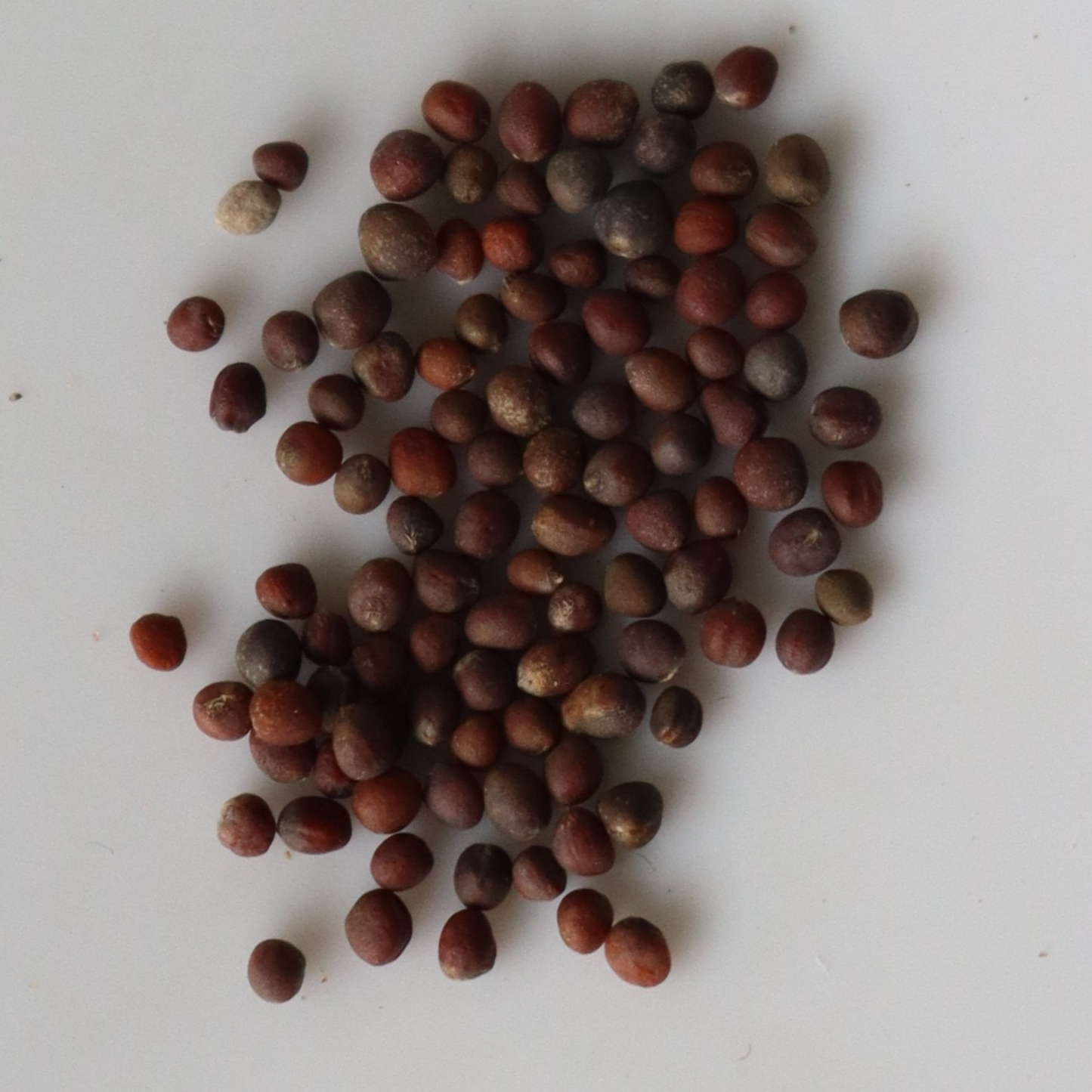 Organic Broccoli Seeds - Open Pollinated