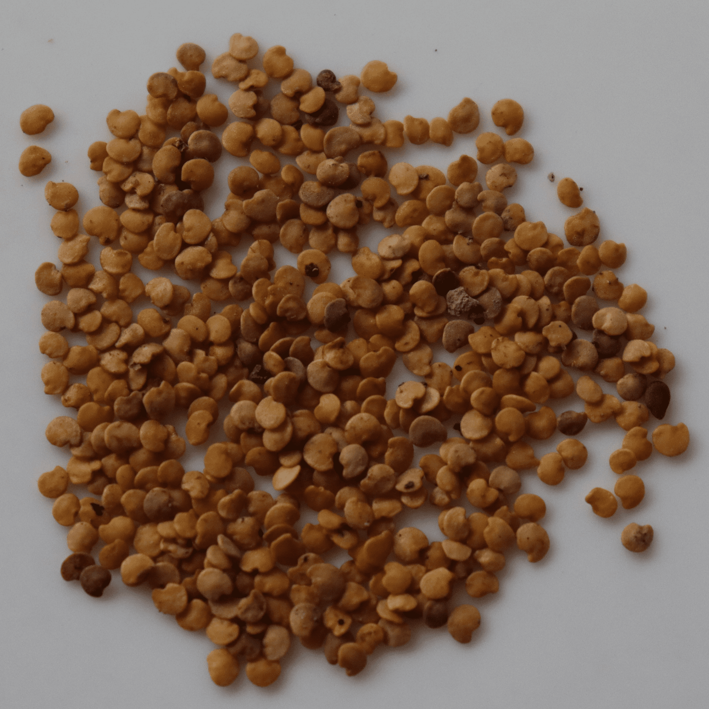 Organic White Brinjal Seeds - Open Pollinated