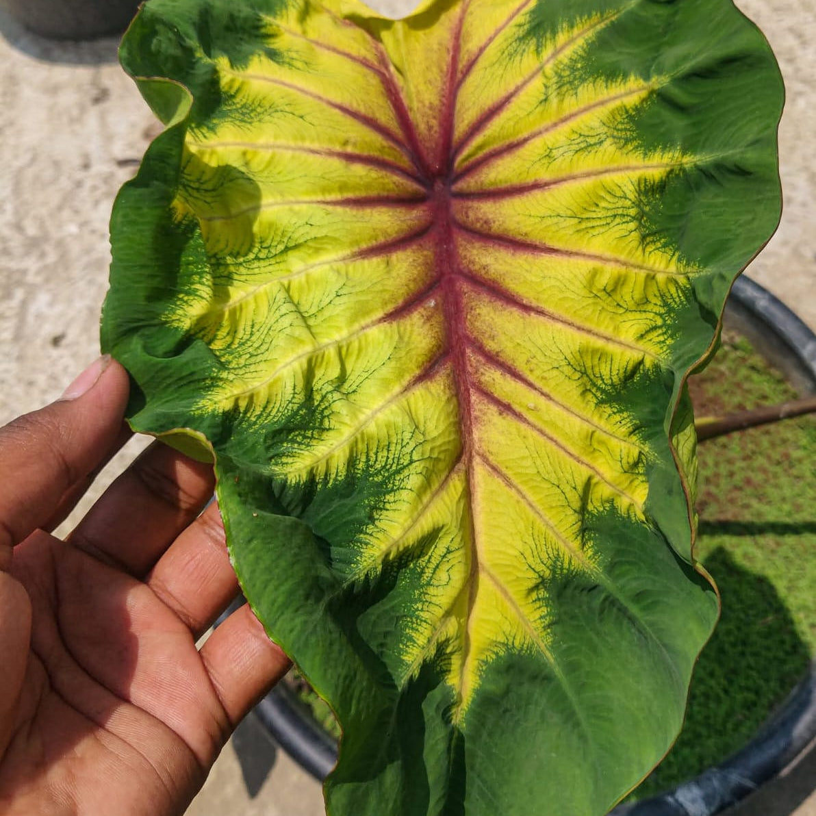 Colocasia Light pillar live plant