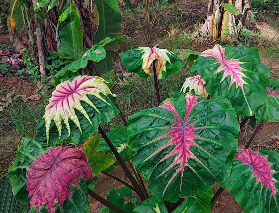Colocasia Light pillar live plant