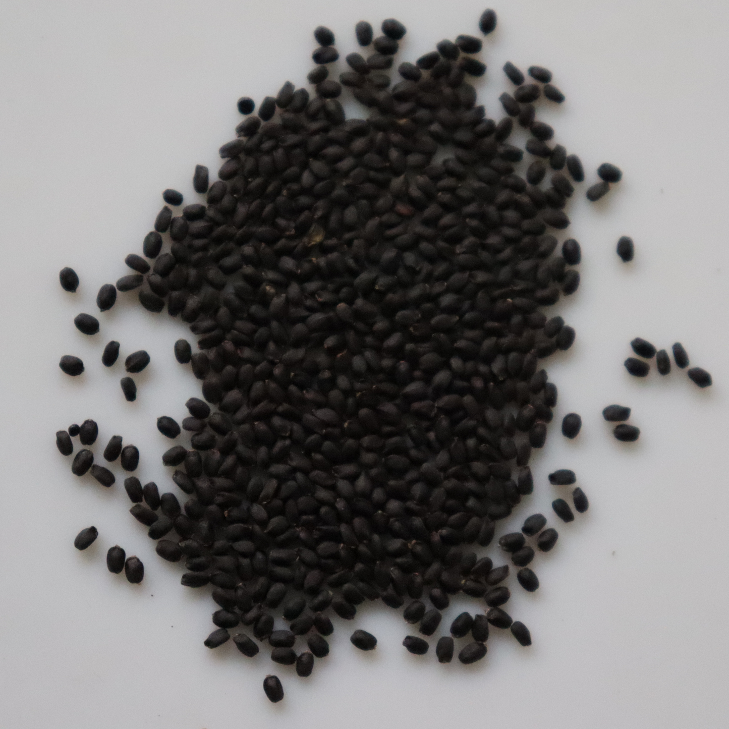 Organic Green Basil Seeds - Open Pollinated