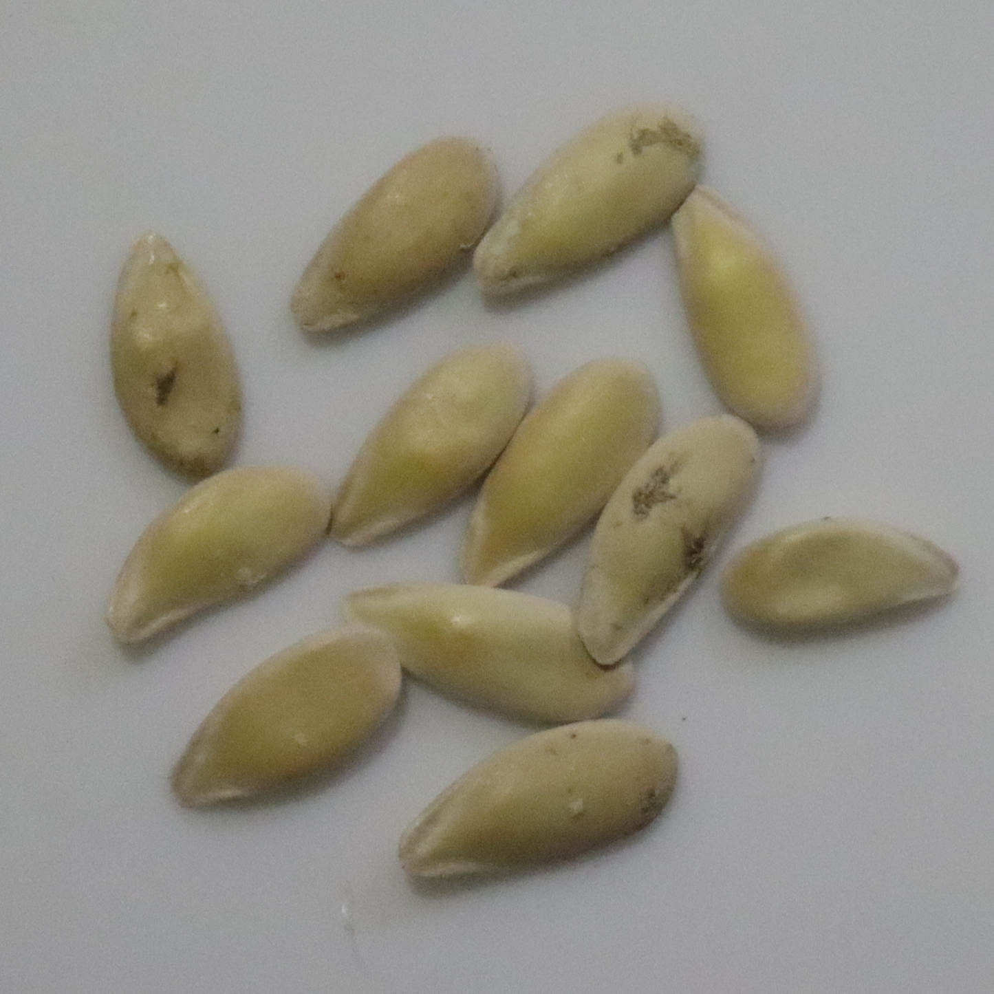 Organic Muskmelon Seeds - Open Pollinated