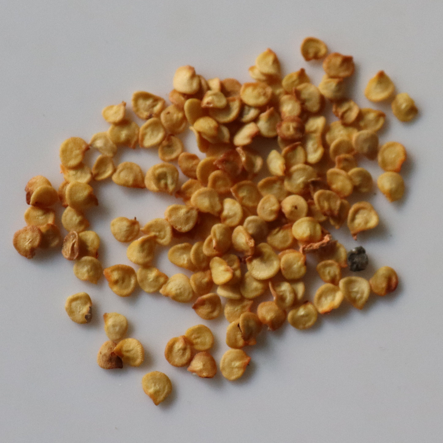 Organic Kashmiri Chilli Seeds - Open Pollinated