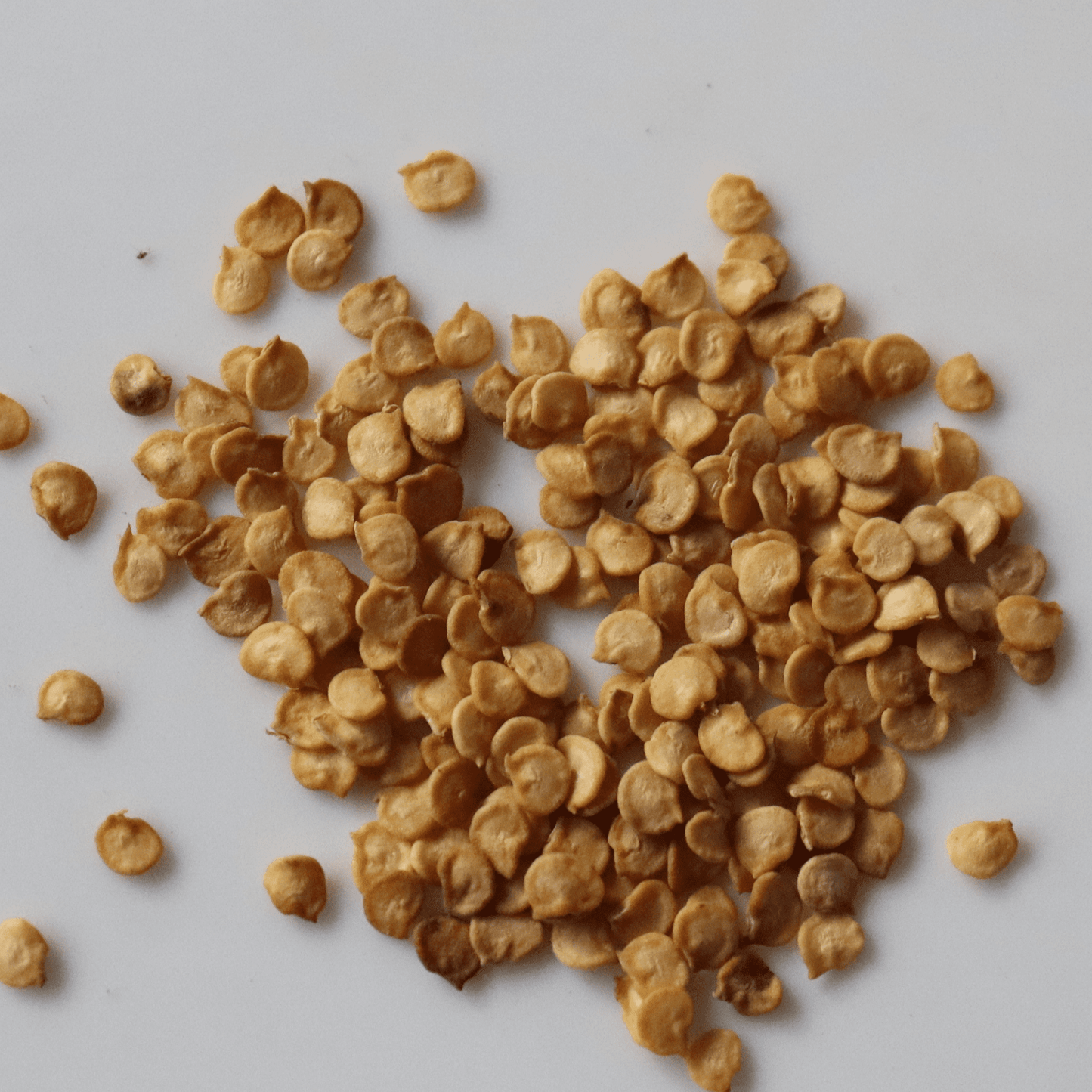 Organic Round Ball Chilli Seeds - Open Pollinated