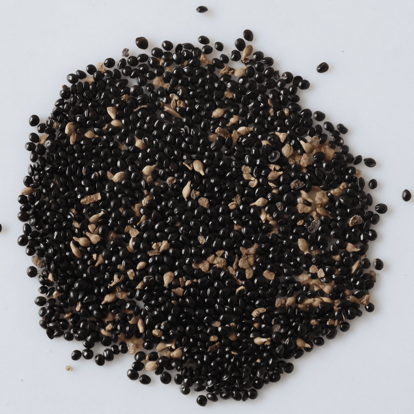 Organic Beauty Spinach Seeds (Pattu Cheera)- Open Pollinated