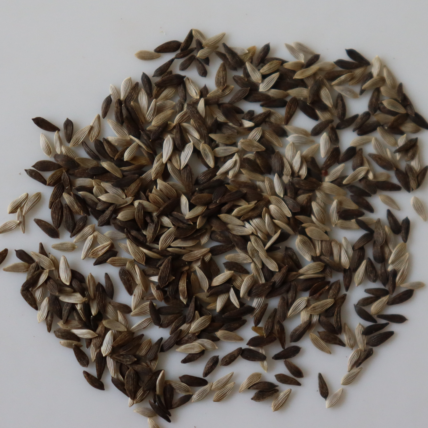 Organic Lettuce Seeds - Open Pollinated
