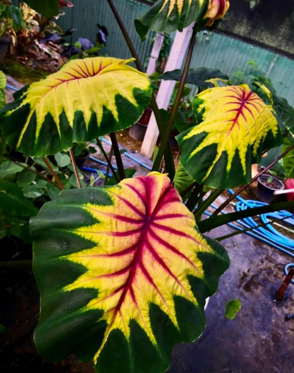 Colocasia Light pillar live plant