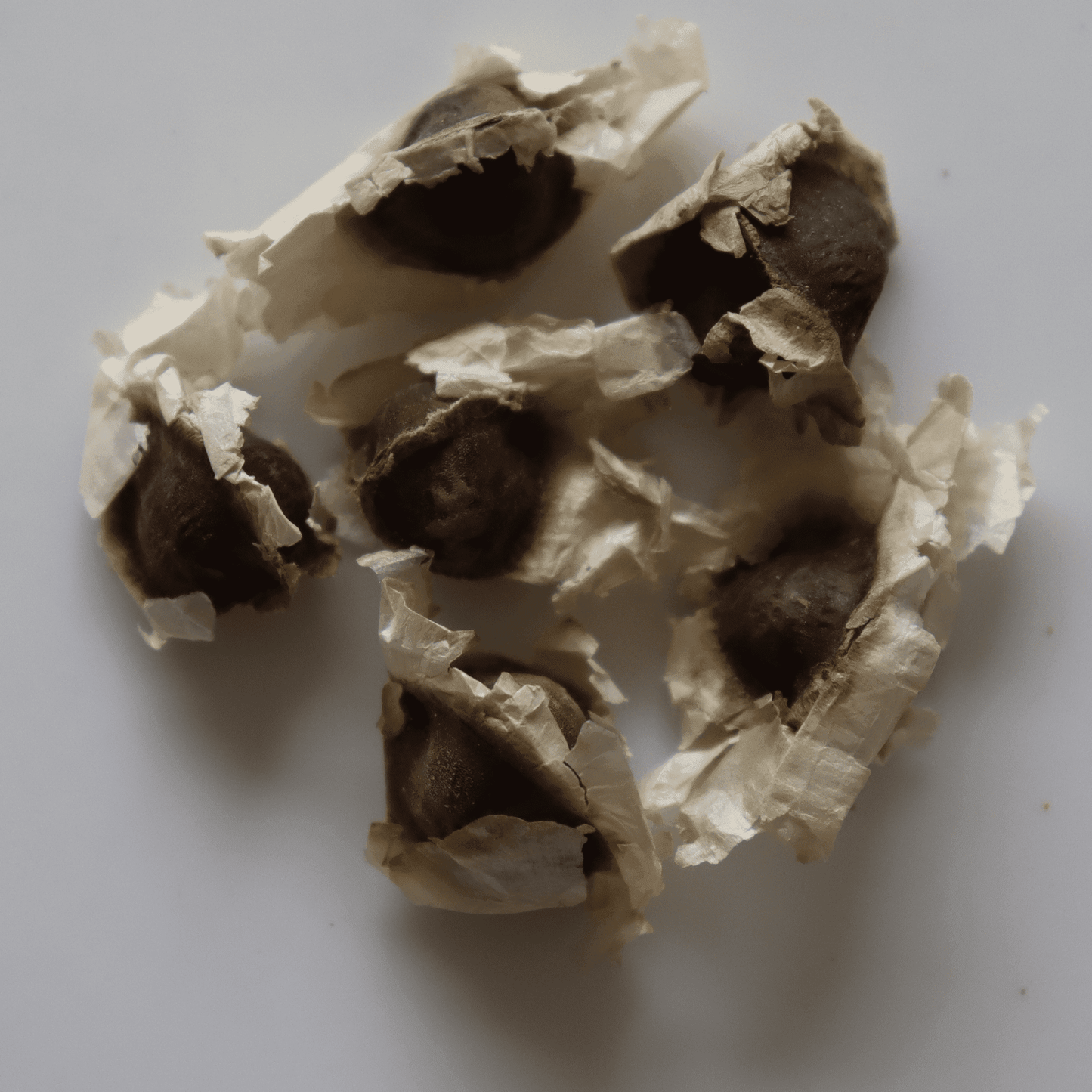 Organic Drumstick (Sedi Murungai) Plant Seeds - Open Pollinated