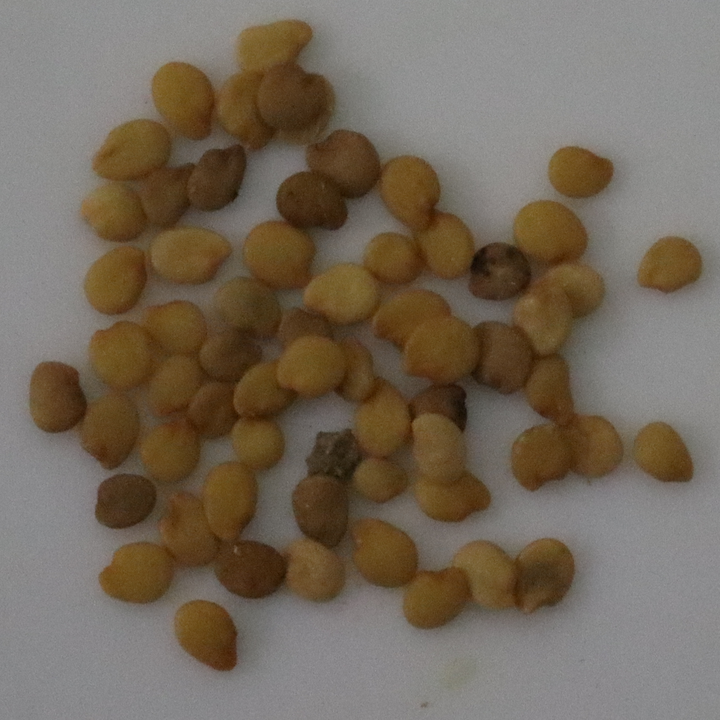 Organic Grapes Chilli Seeds - Open Pollinated