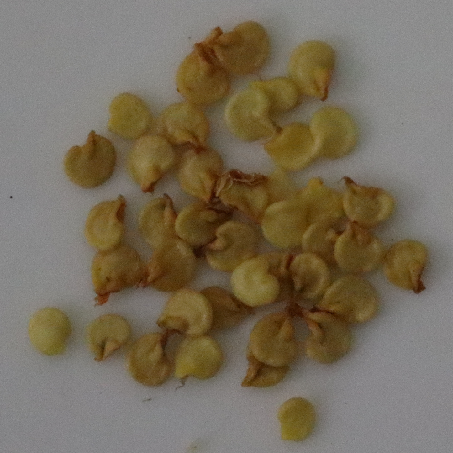Organic Purple Chilli Seeds - Open Pollinated