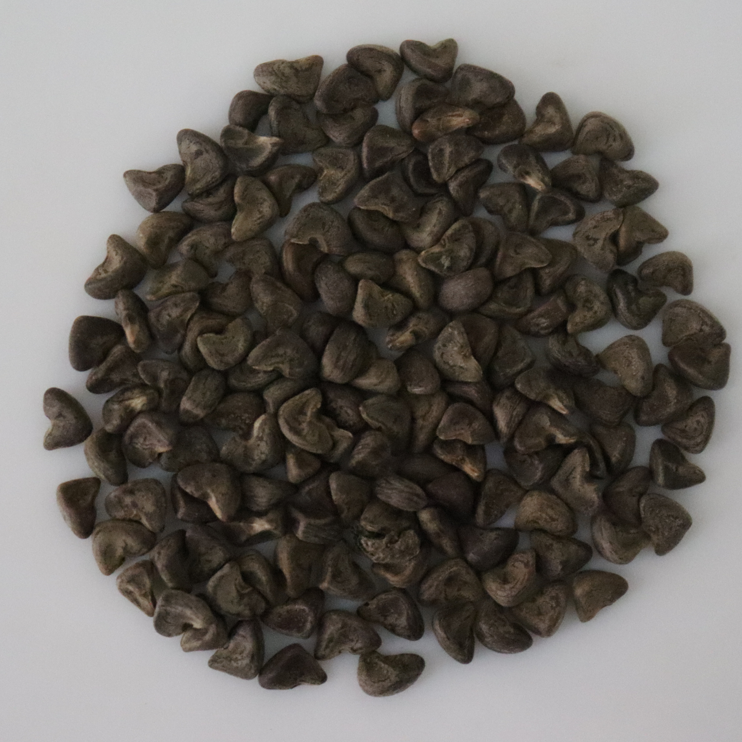 Organic Gongura/Fermented Spinach Seeds - Open Pollinated
