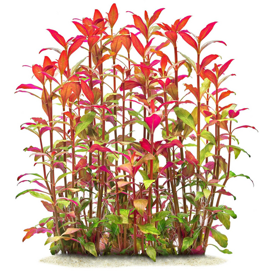 Alternanthera Reineckii Aquarium Live Plant