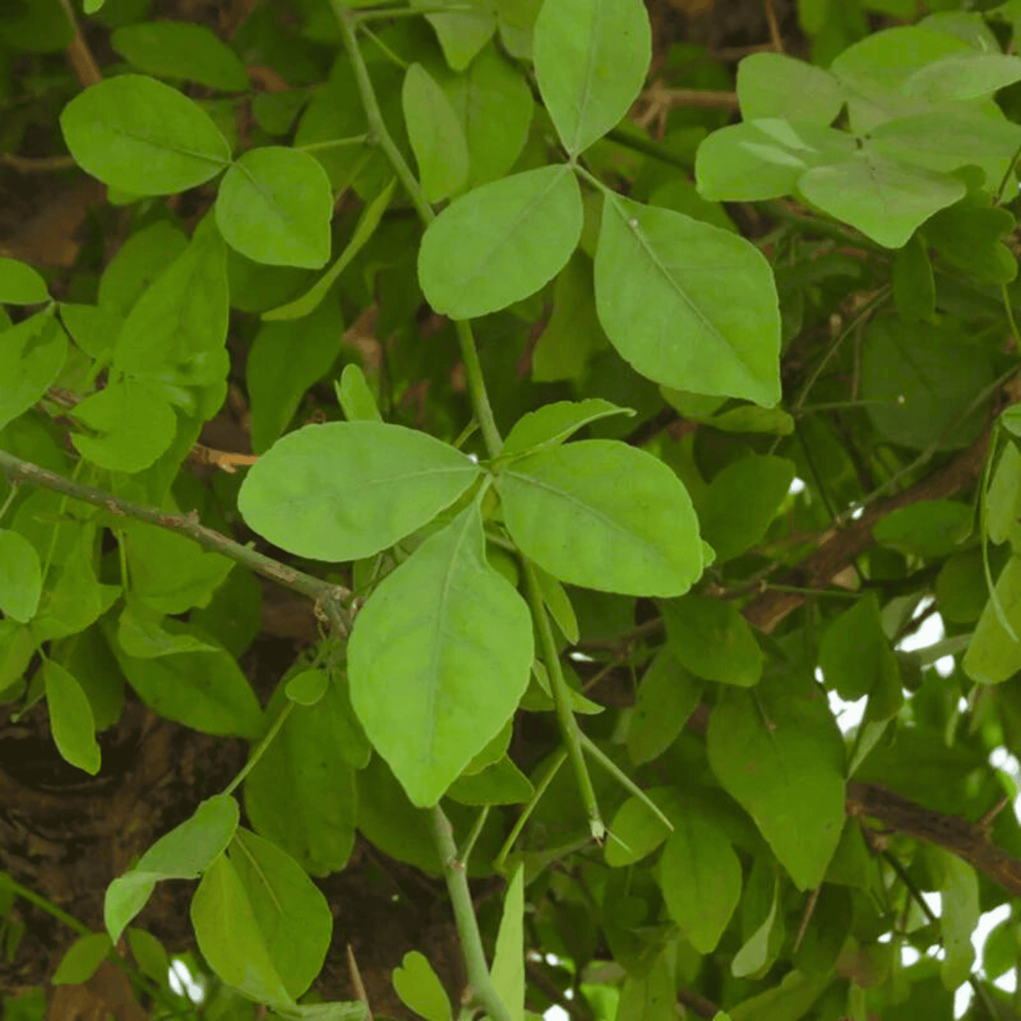 Bael/Vilvam (Aegle marmelos) Fruit Live Plant