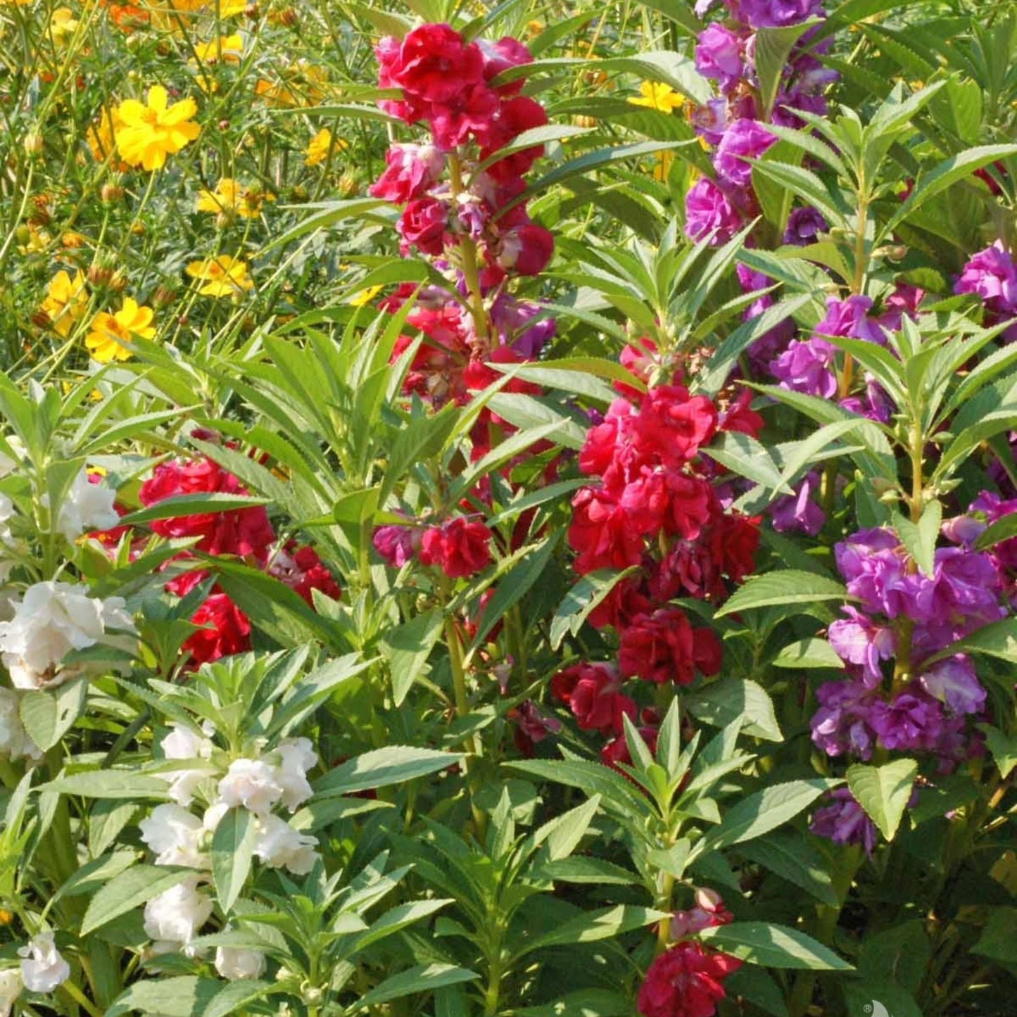 Balsam Camellia Mixed Flower Seeds