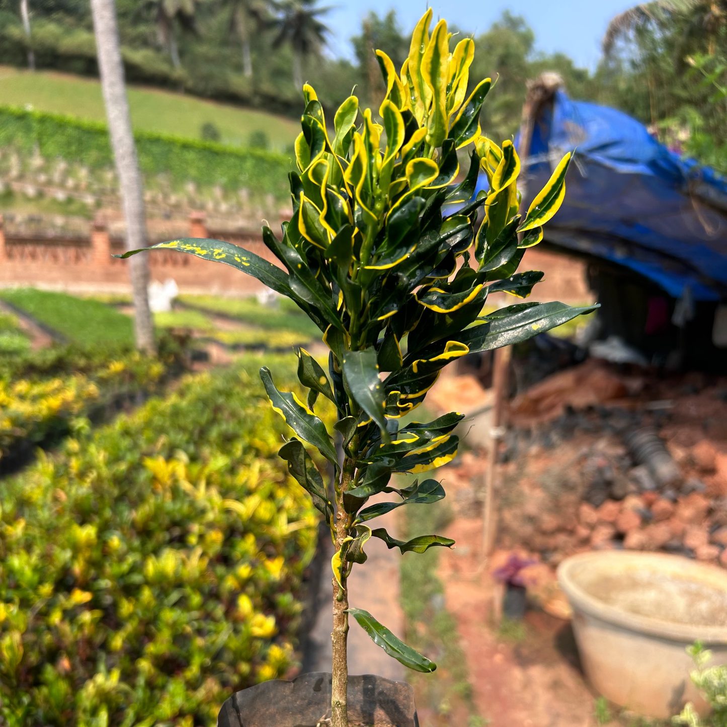 Banana Croton (Codiaeum variegatum) Indoor / Outdoor Live Plant