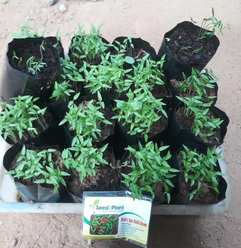 Organic Bird's Eye Chilli Green Seeds - Open Pollinated