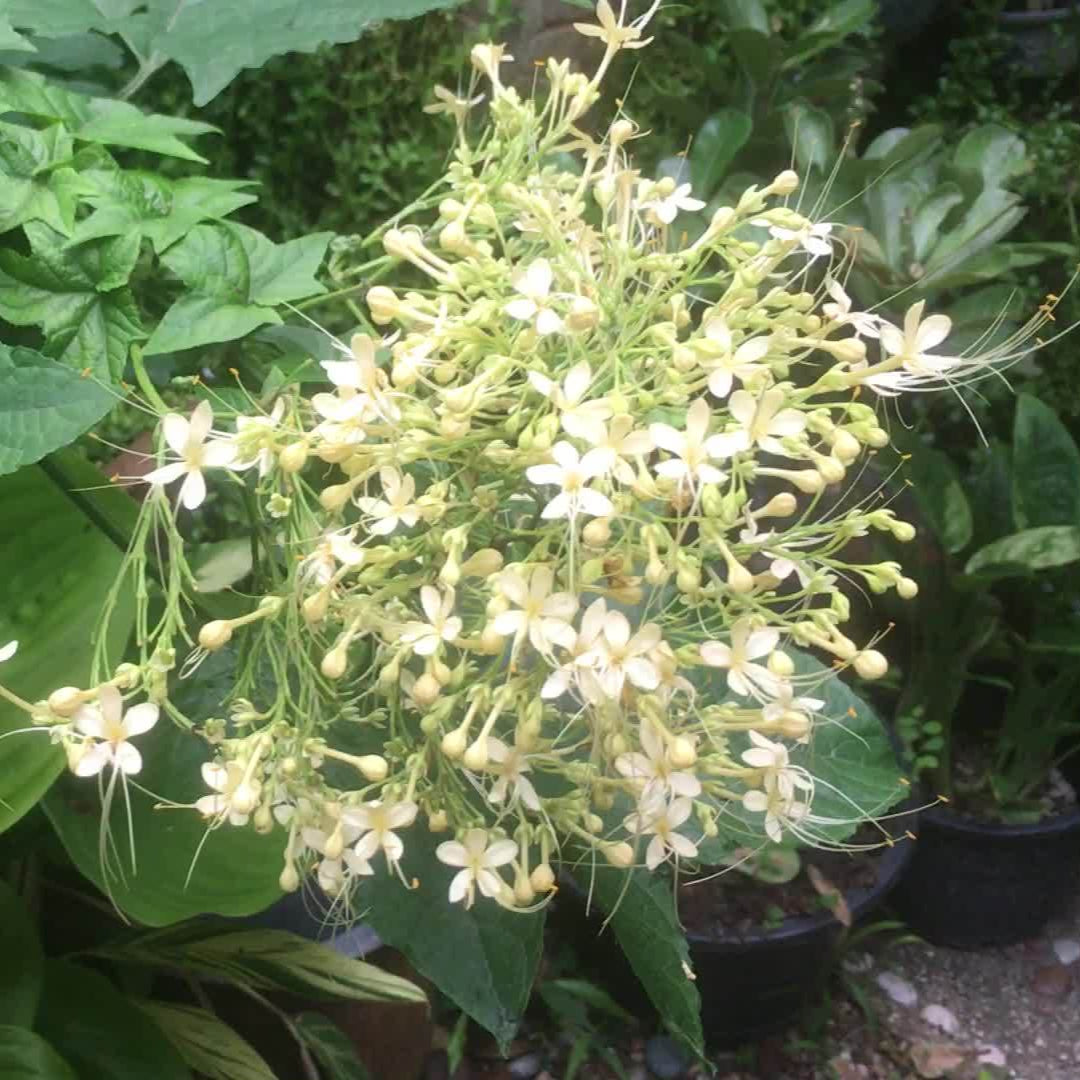 White krishnakireedam(Clerodendrom Paniculatum) Rare Flowering Live Plant