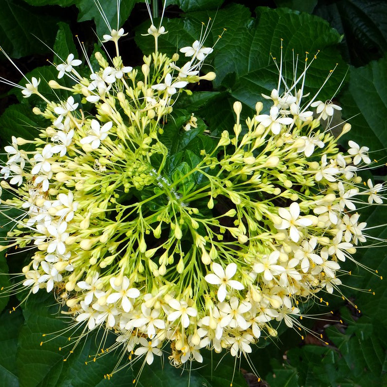 White krishnakireedam(Clerodendrom Paniculatum) Rare Flowering Live Plant