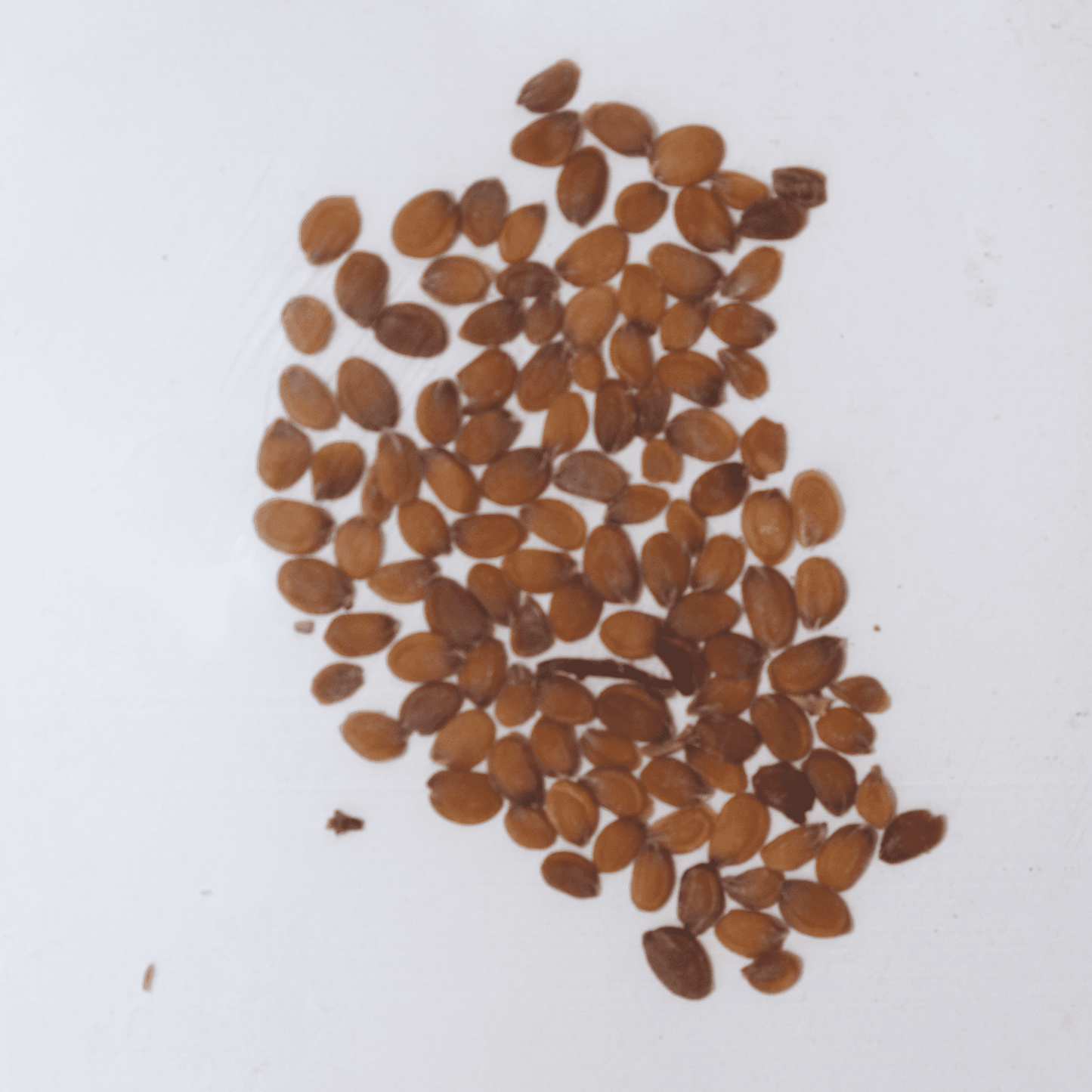 Candytuft White Seeds