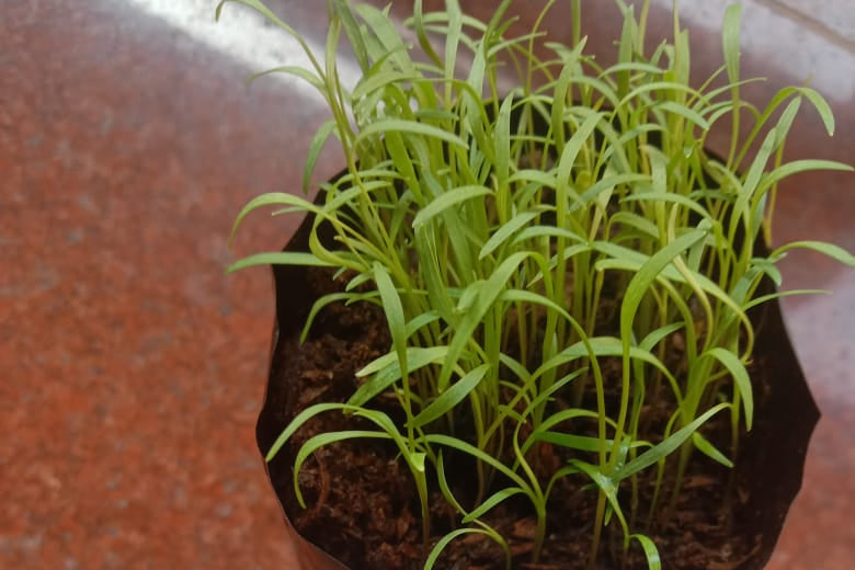 Organic Carrot Seeds - Open Pollinated