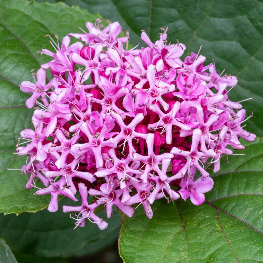 Cashmere Bouquet (Clerodendrum bungei) Layered Flowering Live Plant