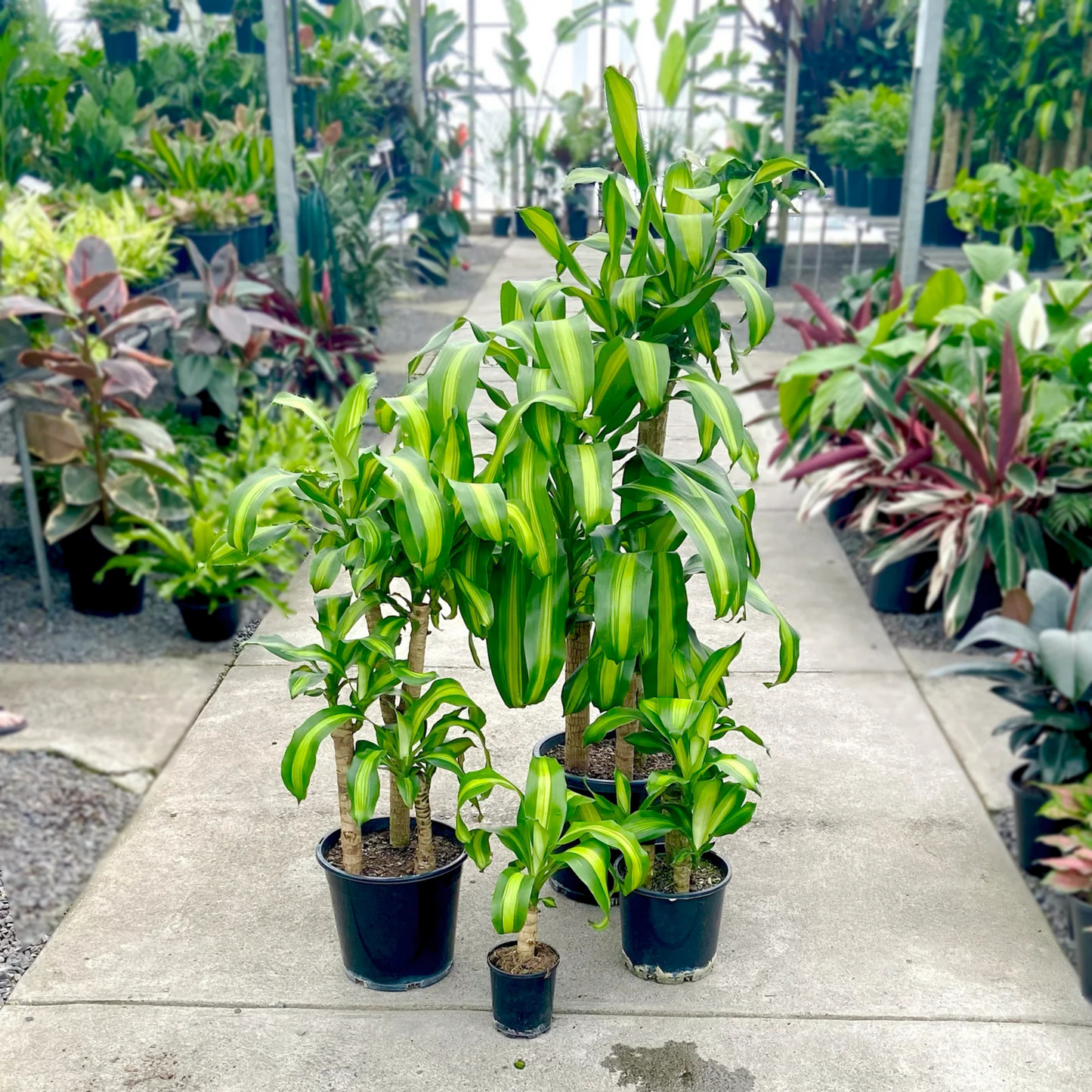 Corn Plant (Dracaena fragrans 'Massangeana') Indoor / Outdoor Live Plant