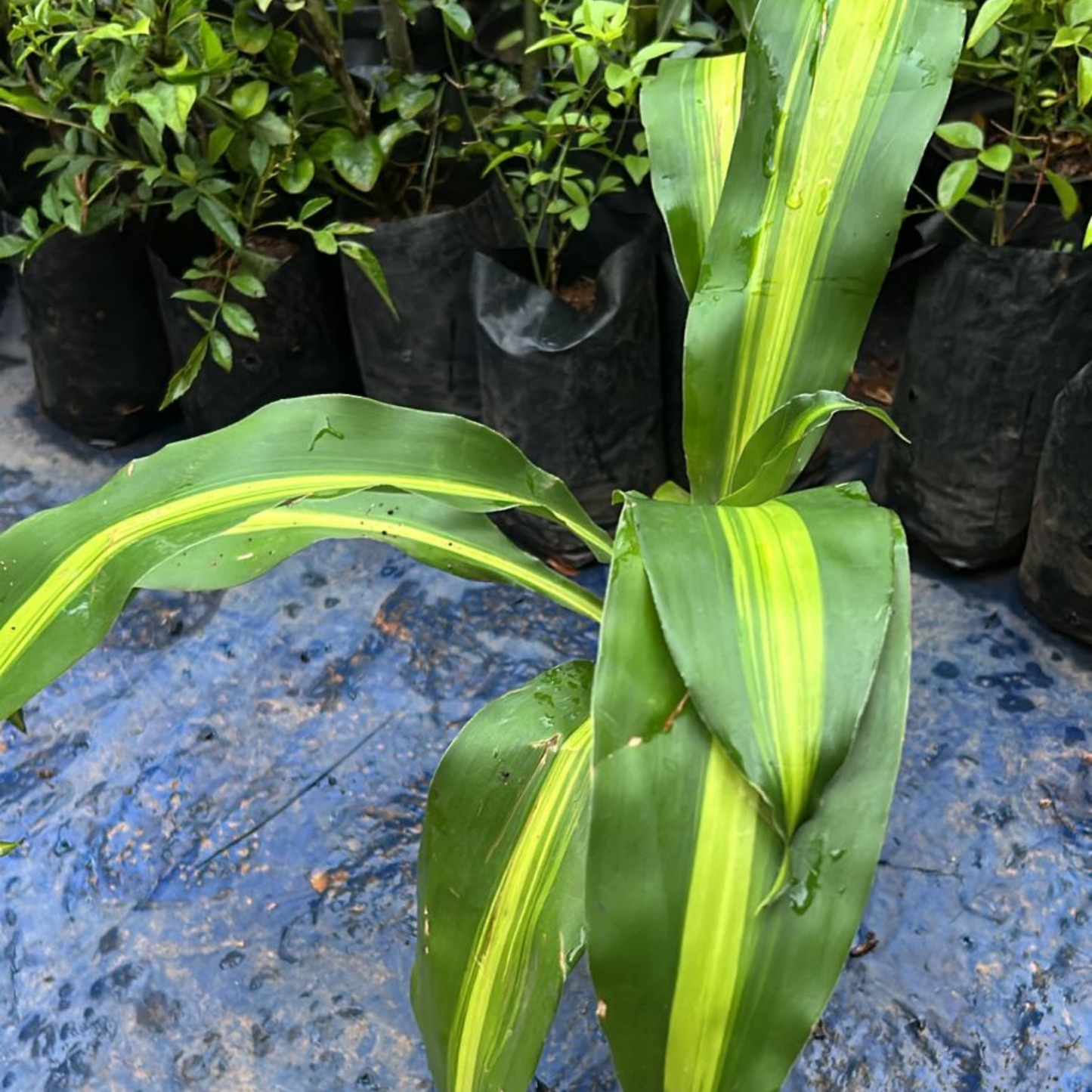 Corn Plant (Dracaena fragrans 'Massangeana') Indoor / Outdoor Live Plant