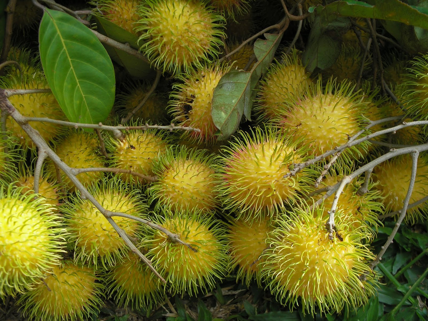 Rambutan E35 Tropical Grafted Fruit Plant