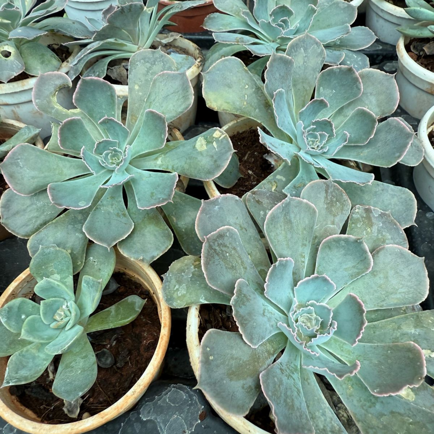Echeveria 'Cubic Frost' Succulent Live Plant