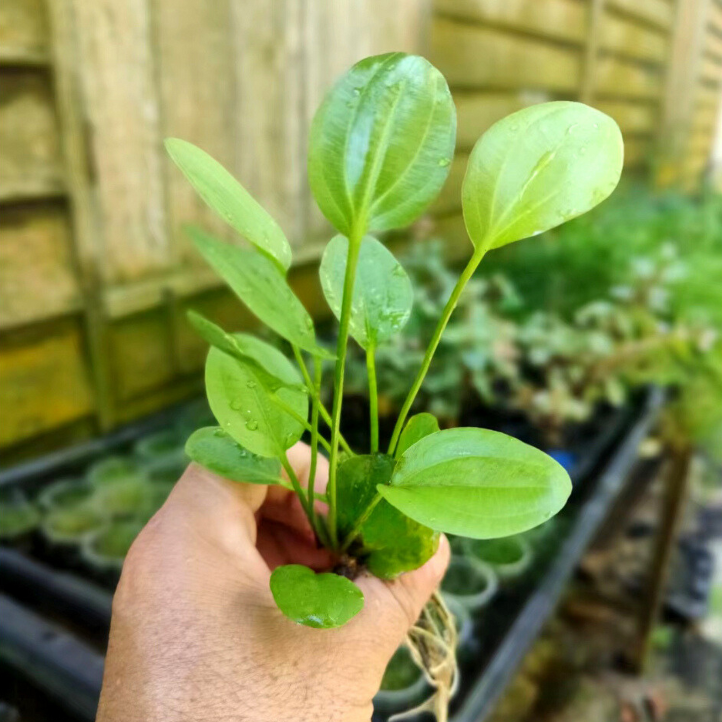 Echinodorus Horizontalis Mini Aquarium Live Plant