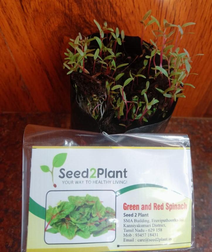 Organic Green & Red Amaranthus Seeds (Renu Sree Cheera) - Open Pollinated