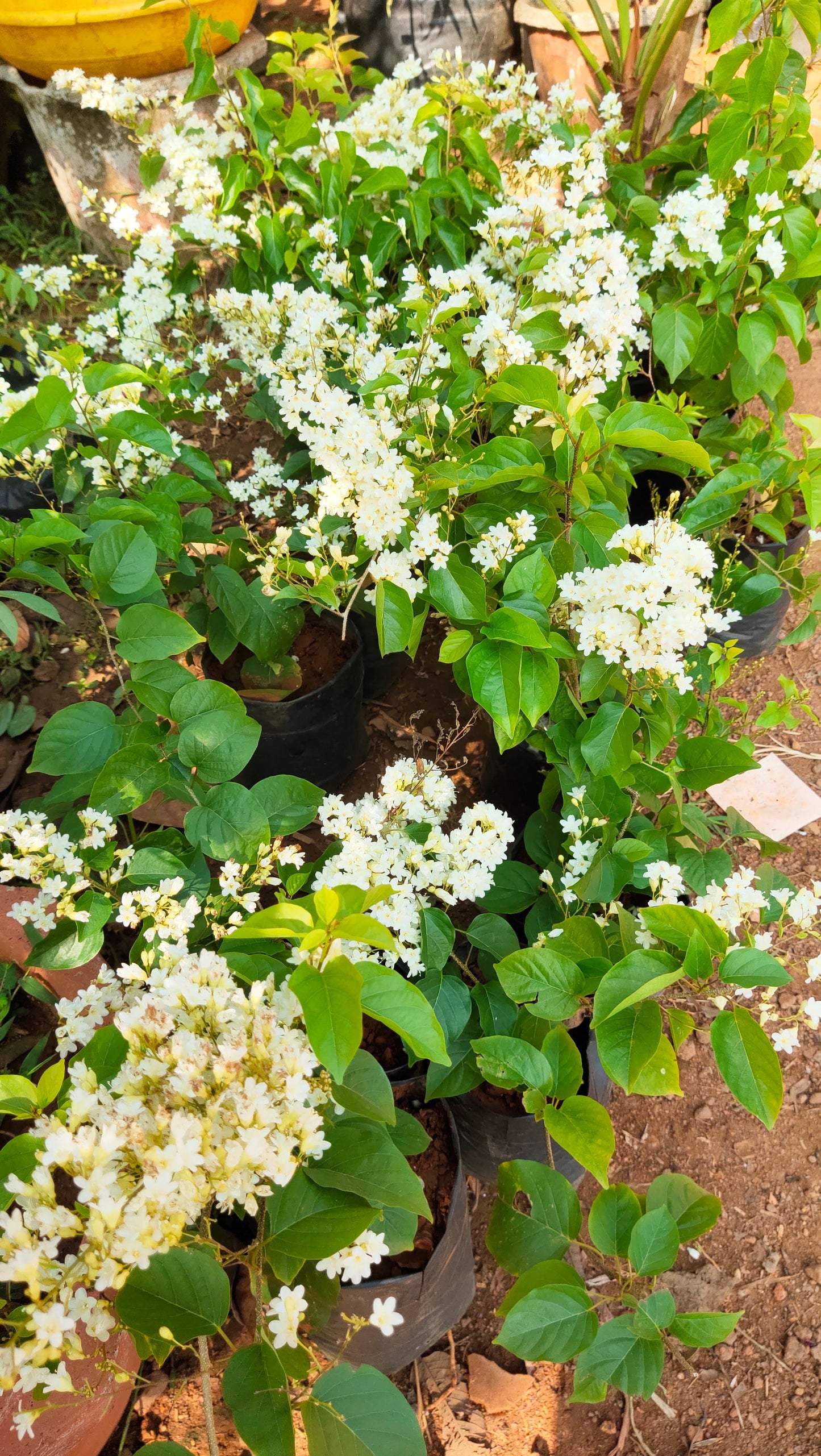 Porana Paniculata (Manimulla) Layered Live Plant