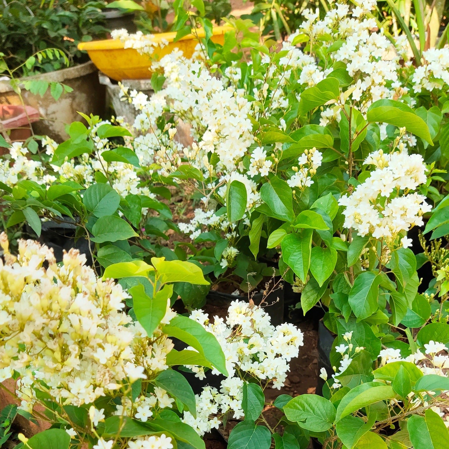Porana Paniculata (Manimulla) Layered Live Plant