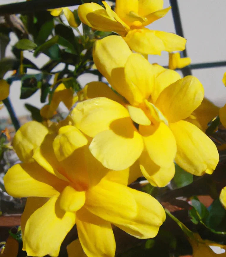 Yellow Jasmine Fragrant Rare Flowering Creeper Live Plant