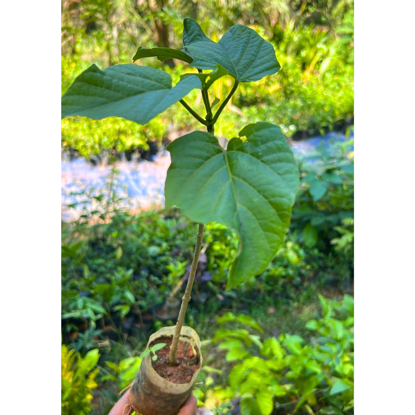 Krishnakireedam (Clerodendrum paniculatum) Flowering Live Plant