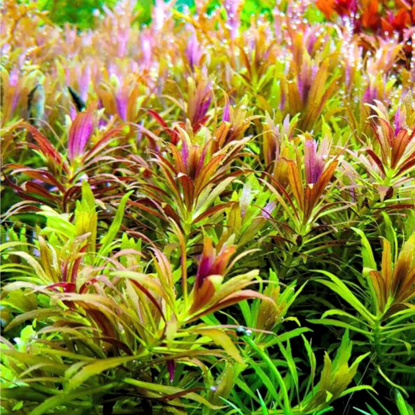 Limnophila Aromatica "Mini" Aquarium Live Plant