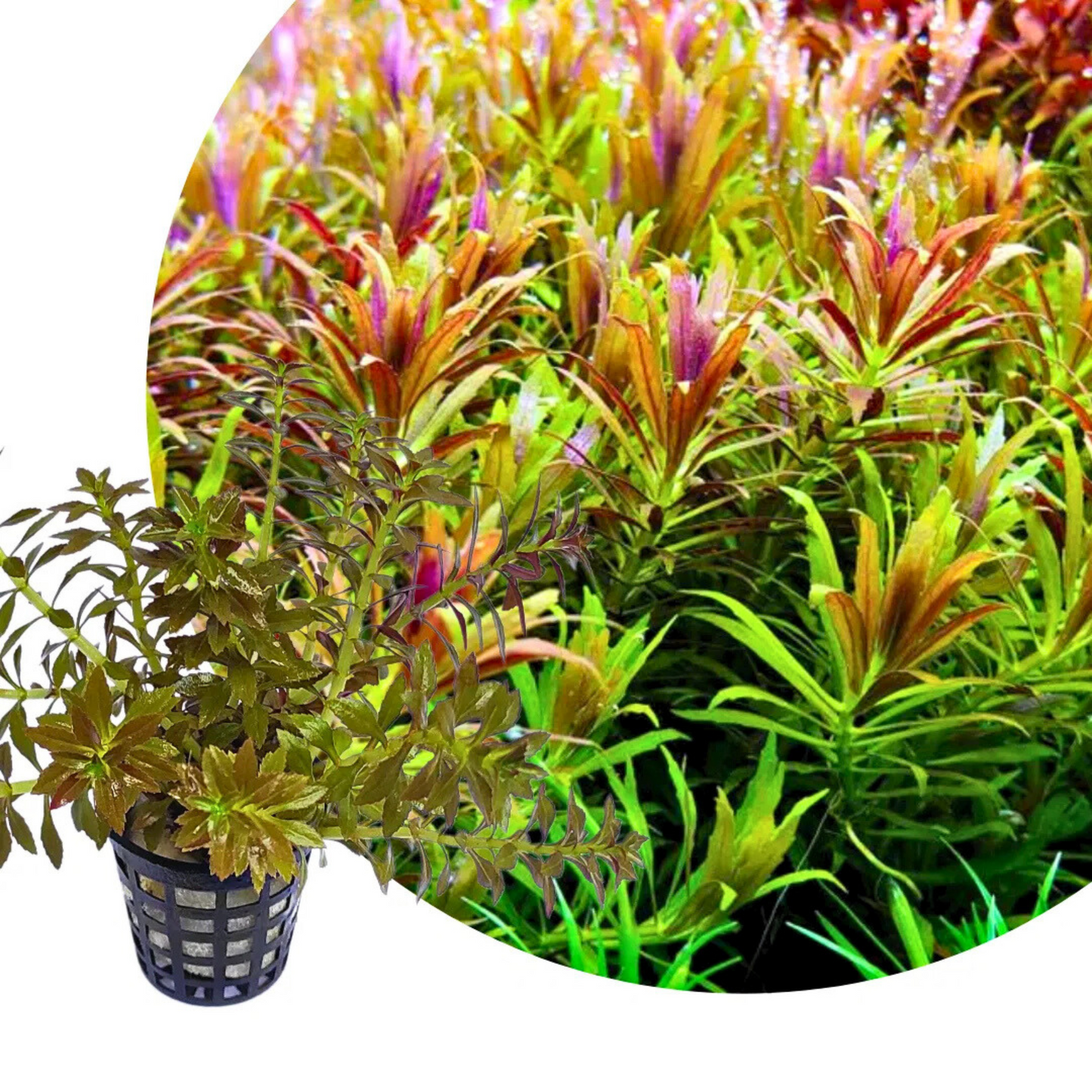 Limnophila Aromatica "Mini" Aquarium Live Plant