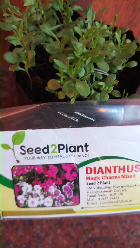 Vinca Magic Carpet Mix Seeds