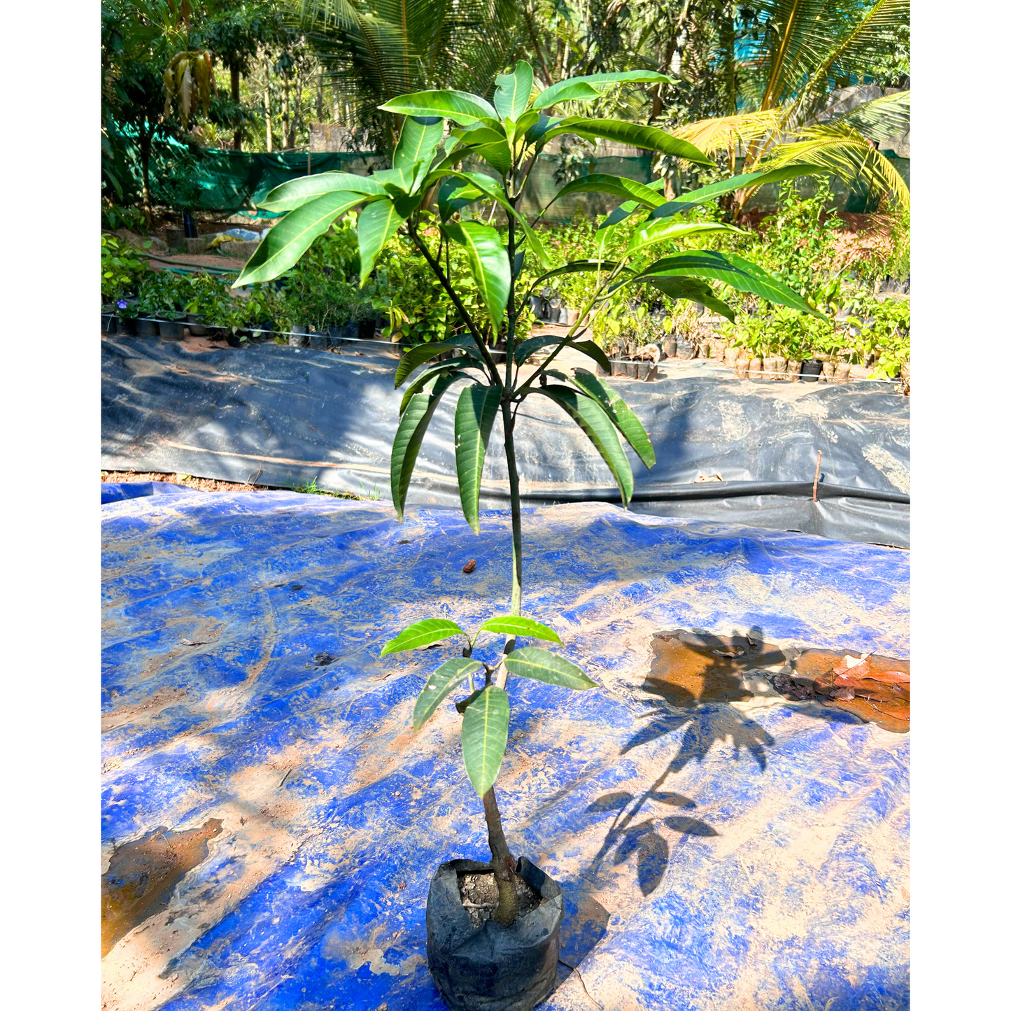 Mallika Mango Grafted Live Plant