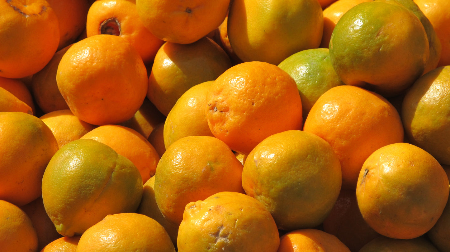Nagpur Orange Grafted Live Plant